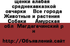 щенки алабая ( среднекавказкой овчарки) - Все города Животные и растения » Собаки   . Амурская обл.,Магдагачинский р-н